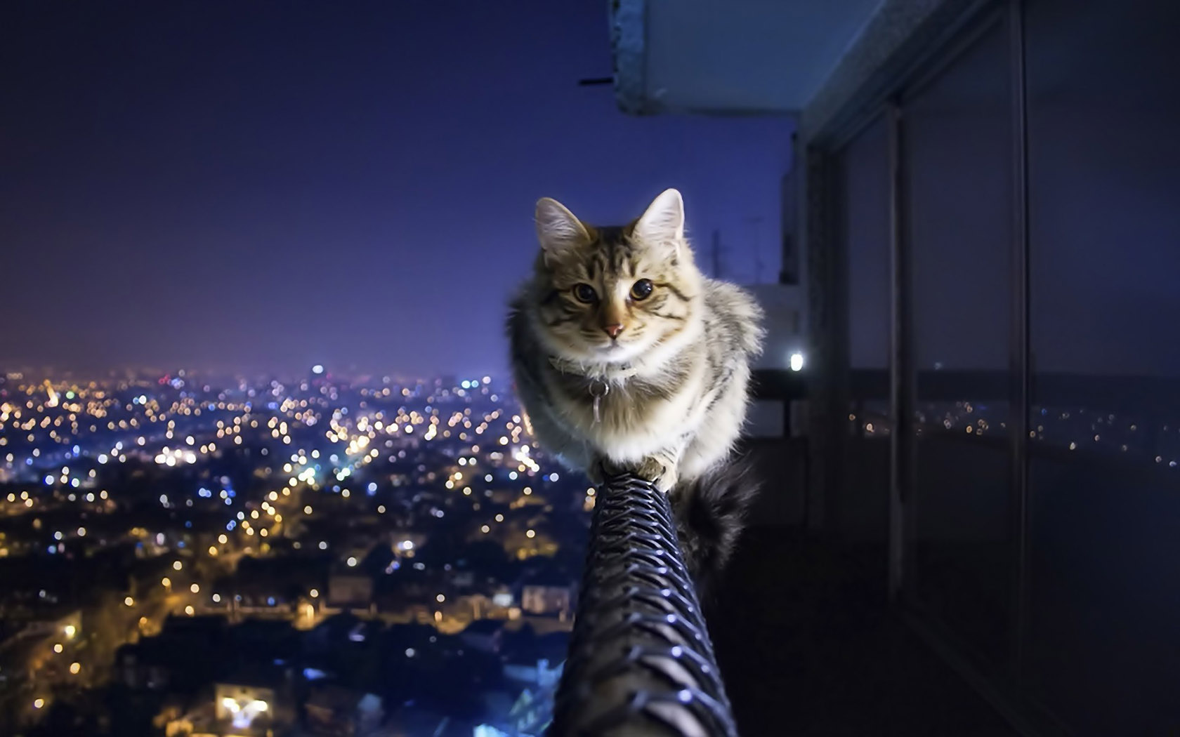 Appreciate the city night view cat wallpaper