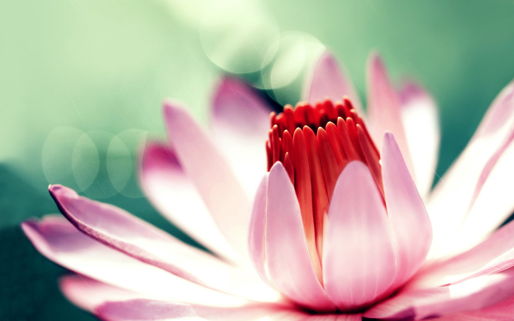 Autumn lotus desktop picture