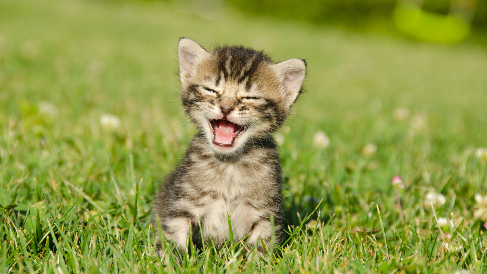Grass kitten desktop background