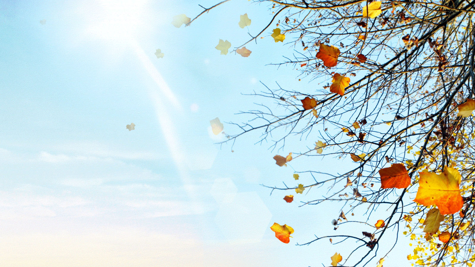 Falling leaves desktop background picture