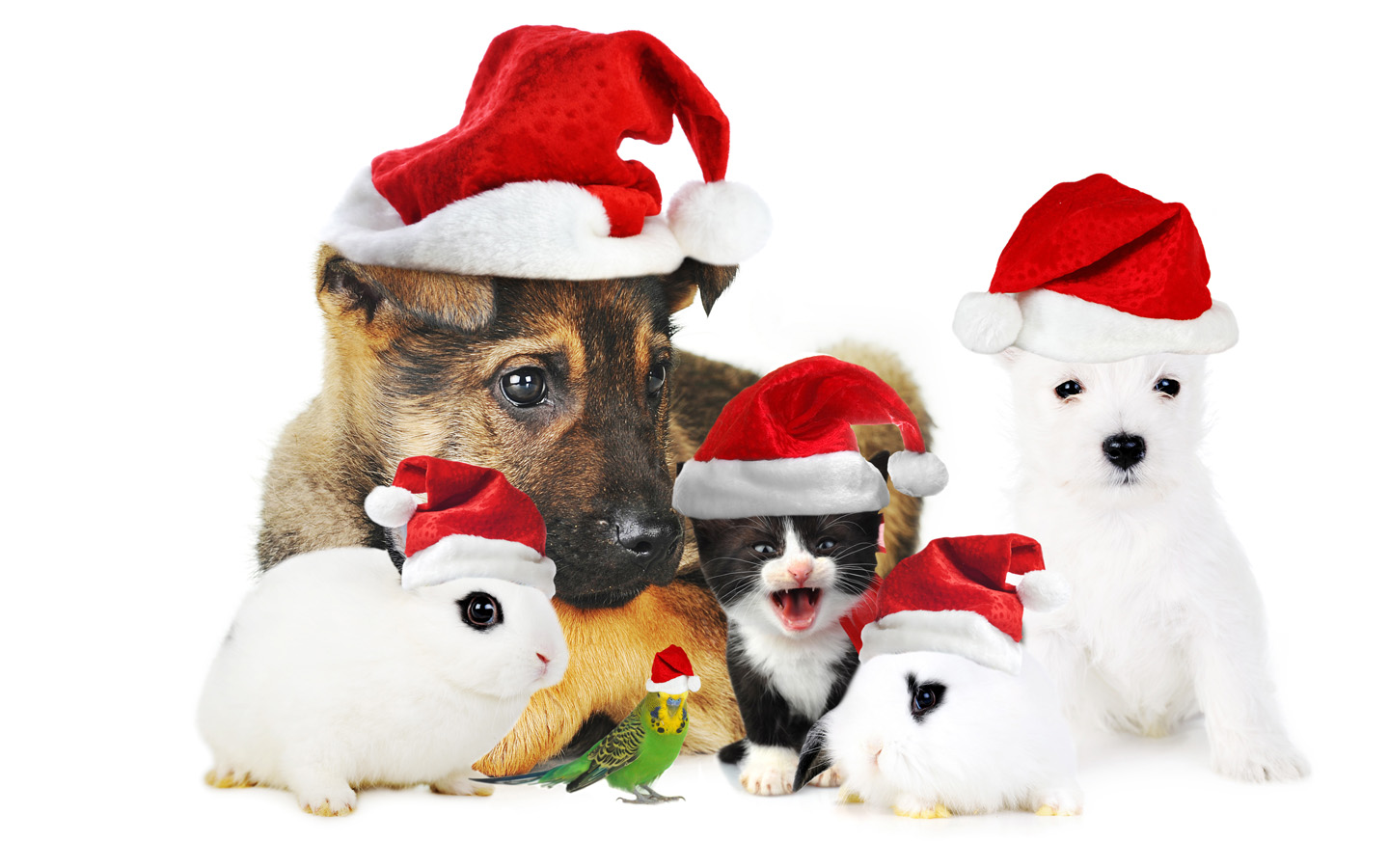 Christmas cute animal wallpaper