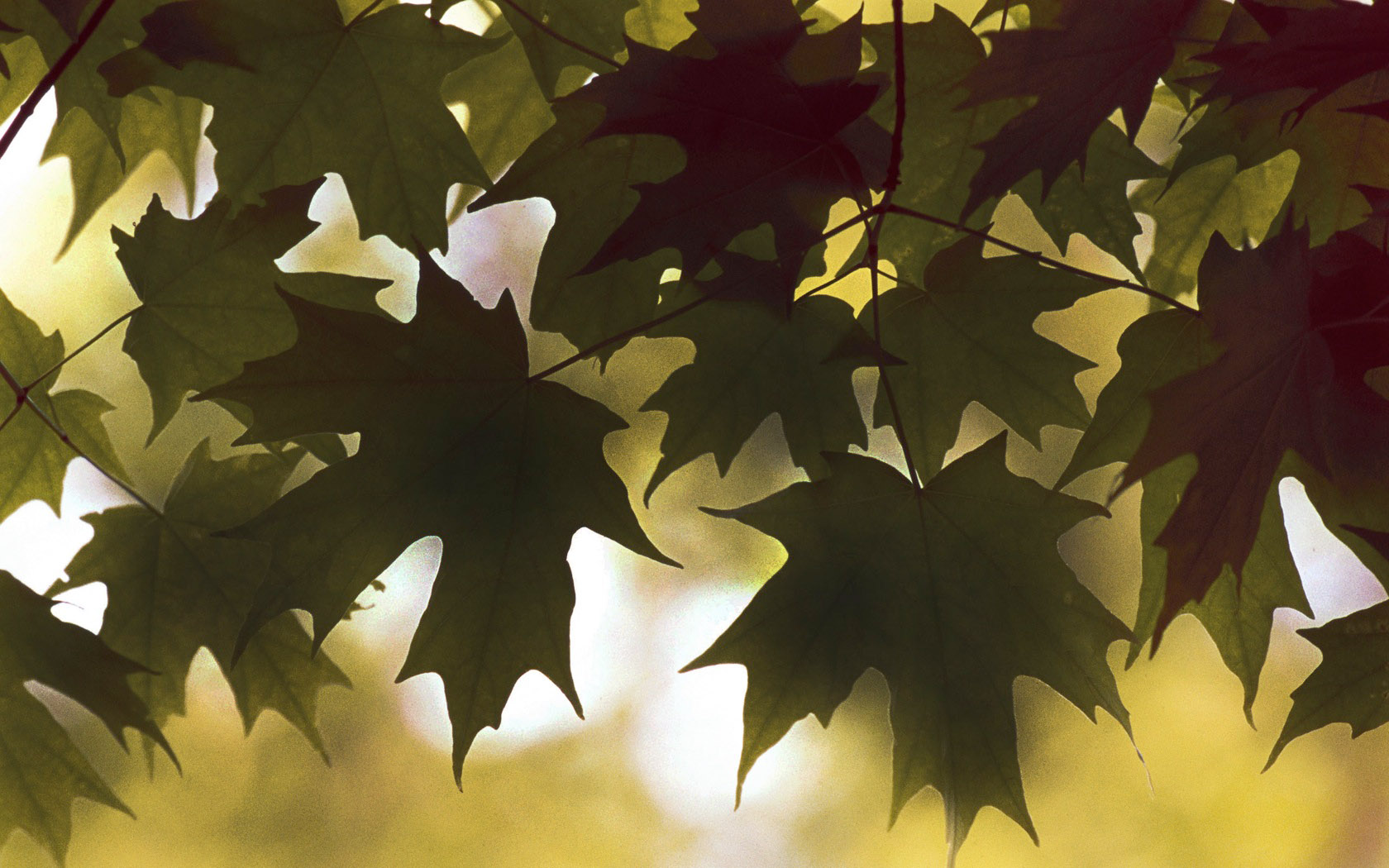 Autumn tree leaves desktop wallpaper