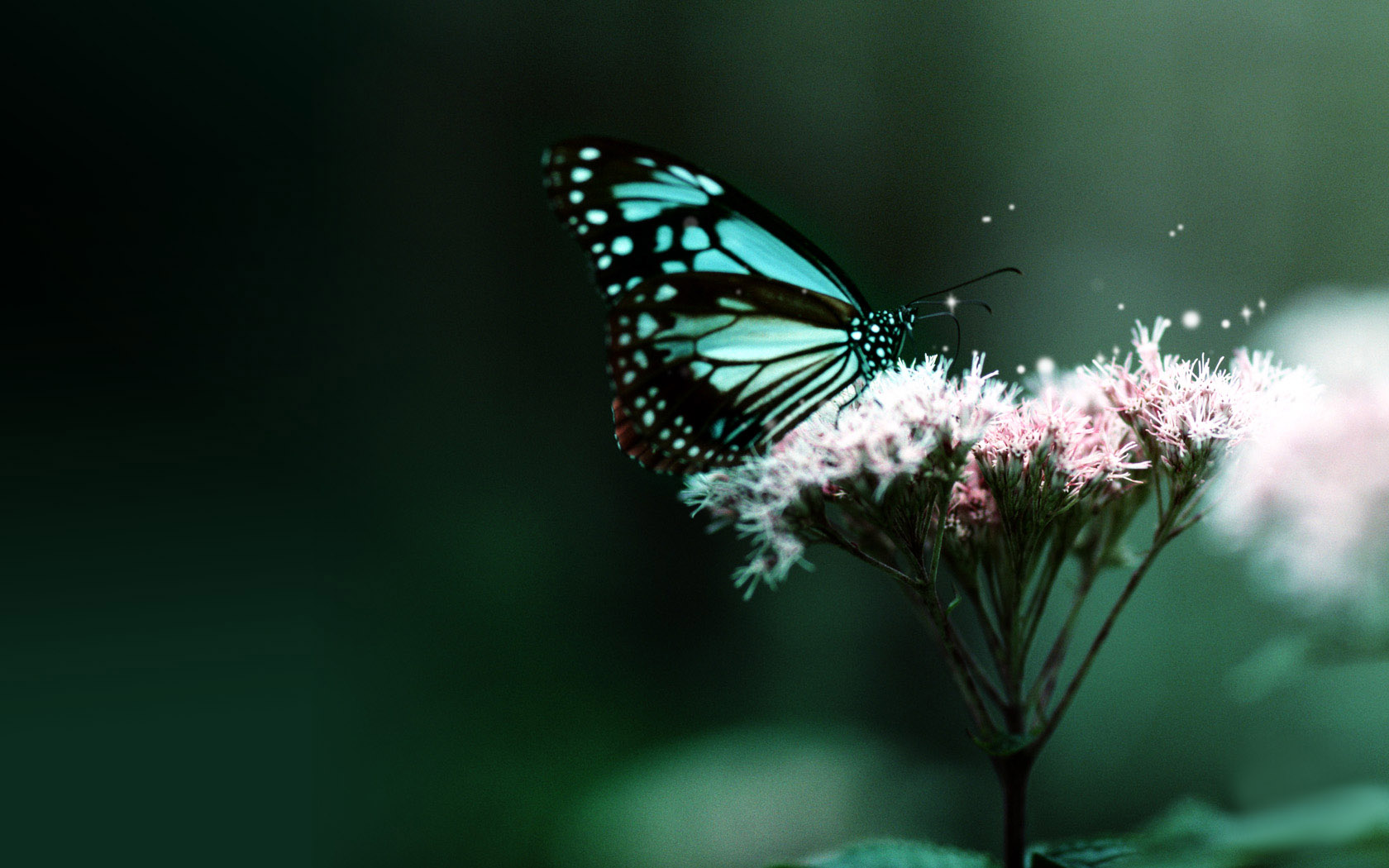 beautiful butterfly desktop background picture