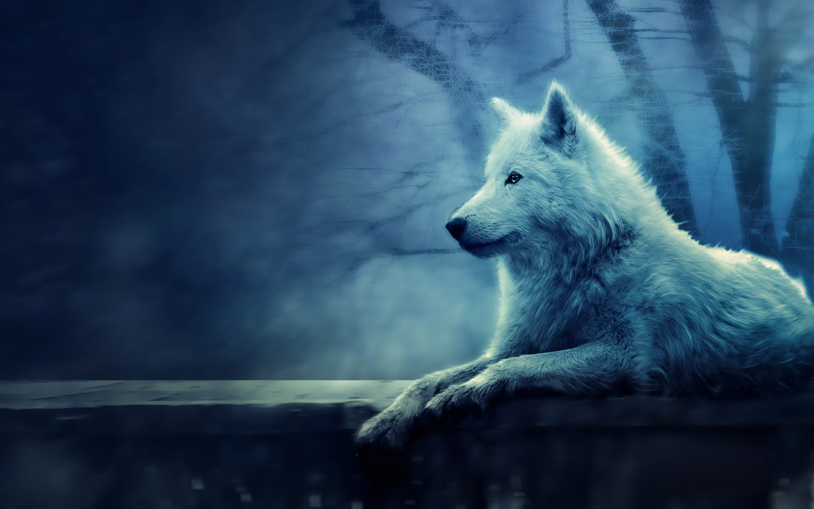 Northern wolf desktop wallpaper