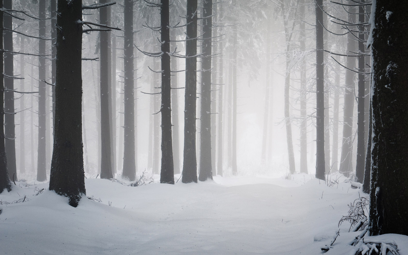 Winter Forest Snow Desktop Wallpaper