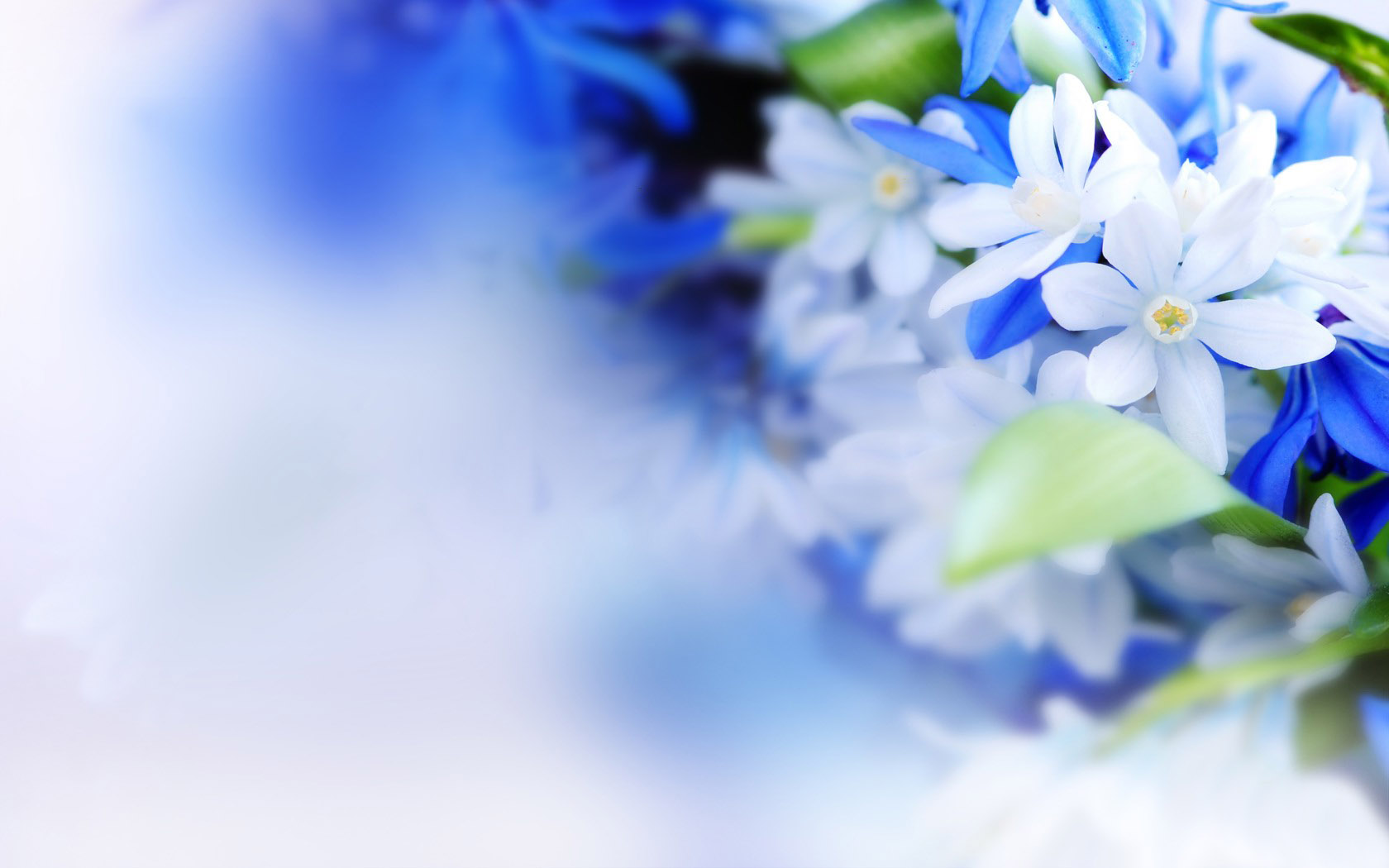 Blue flower desktop background