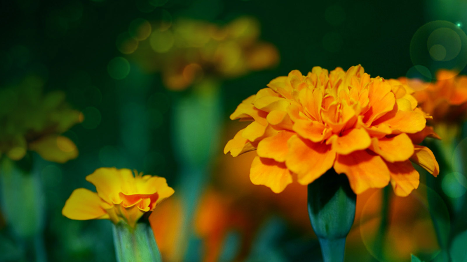 Orange Flower Desktop Wallpaper