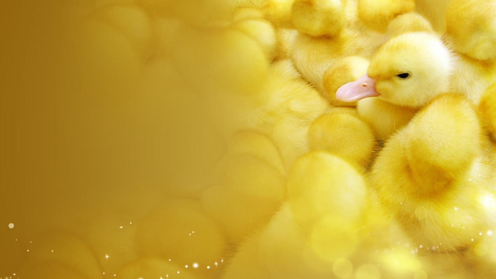 Cute duck desktop background picture
