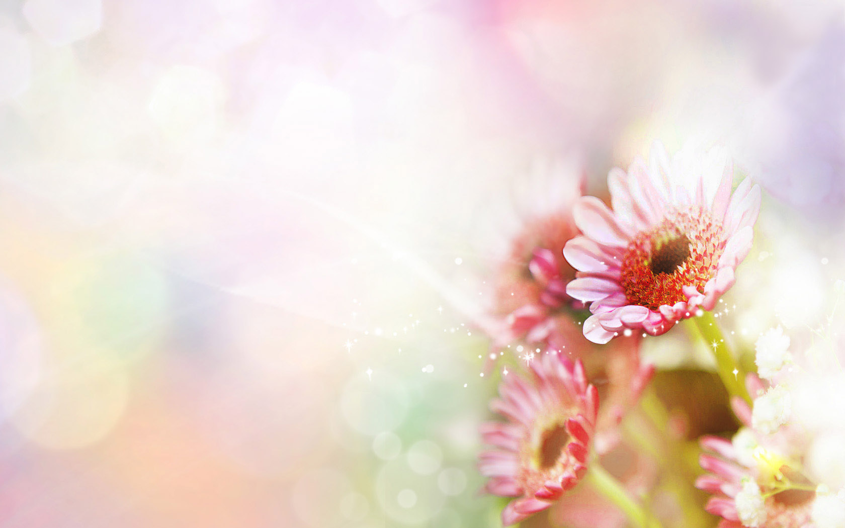 Cornflower desktop background picture