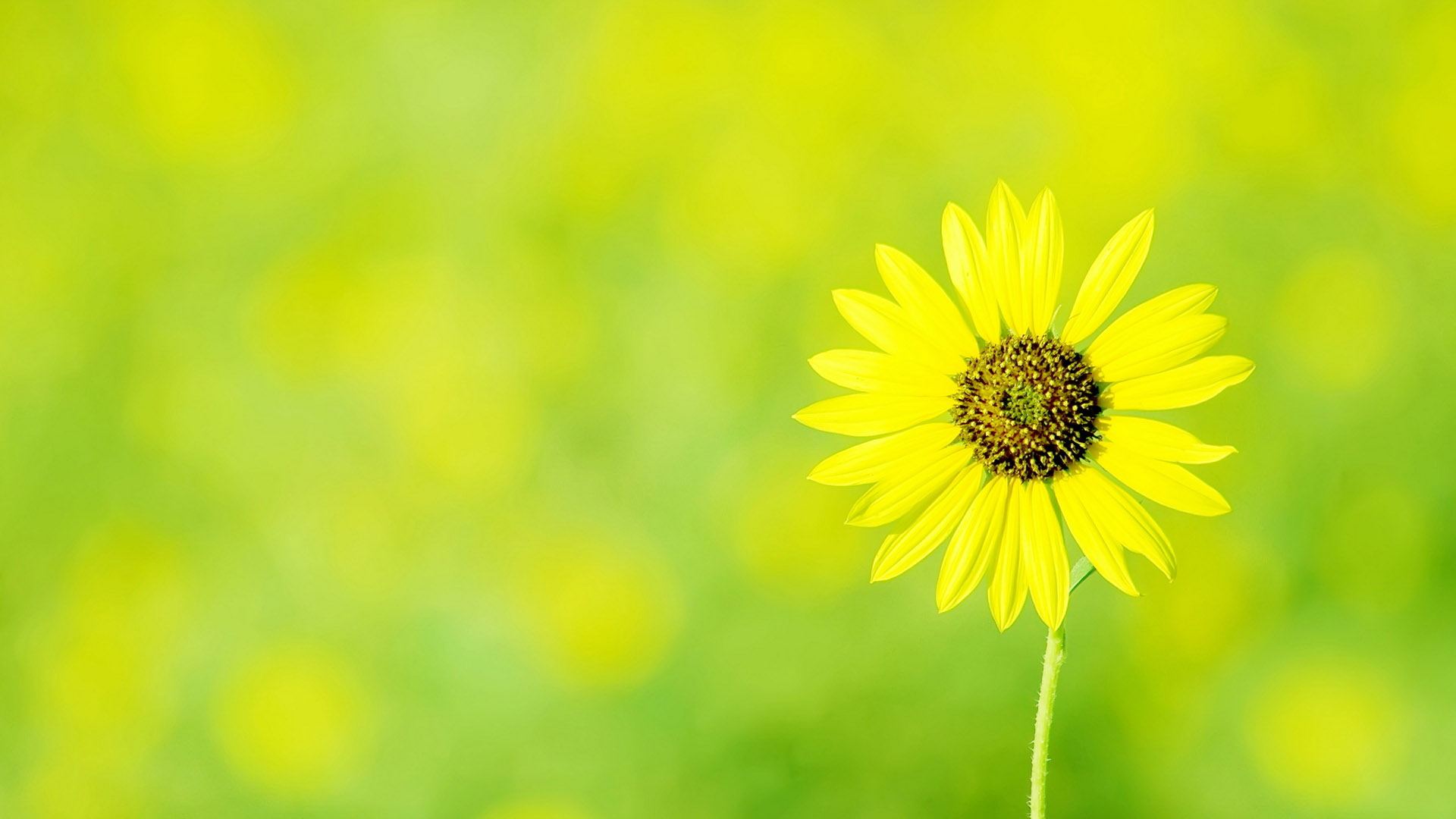 Sunflower desktop wallpaper picture