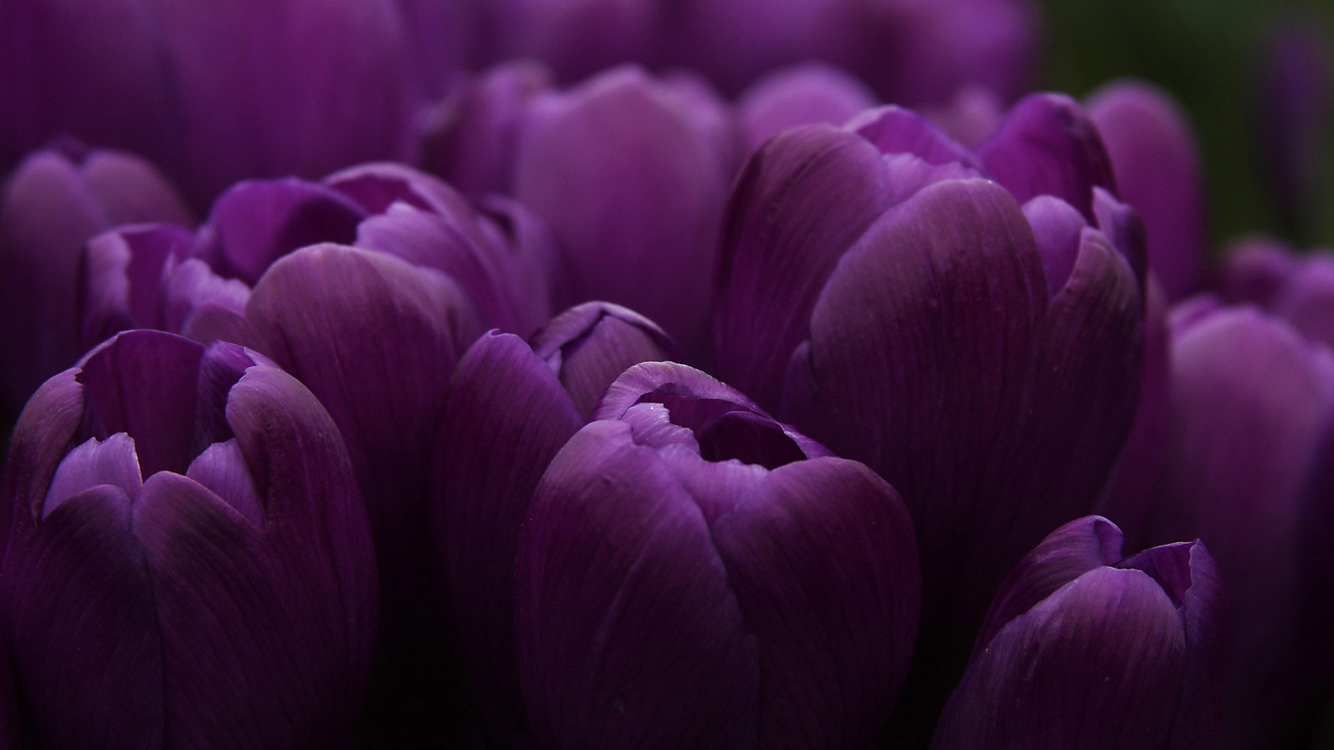 Purple tulip computer picture background
