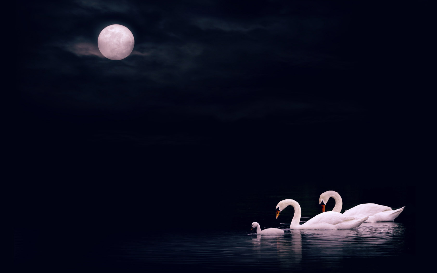 Quiet lake swan desktop wallpaper
