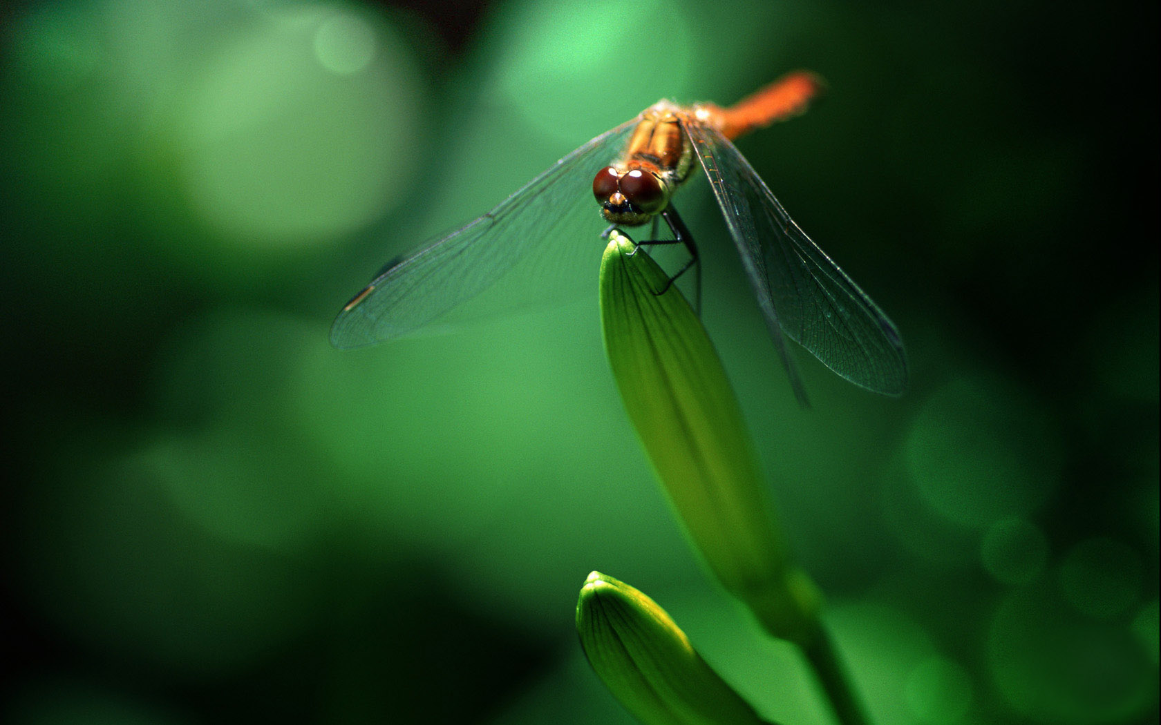 beautiful dragonfly wallpaper picture
