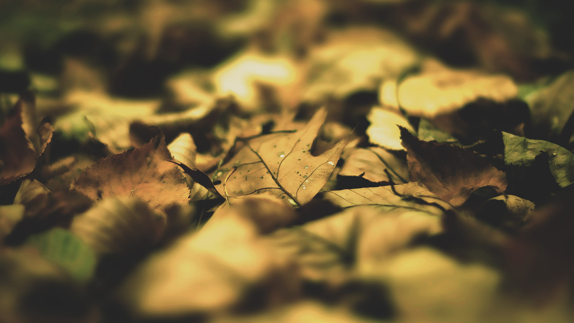 Autumn leaves computer desktop picture