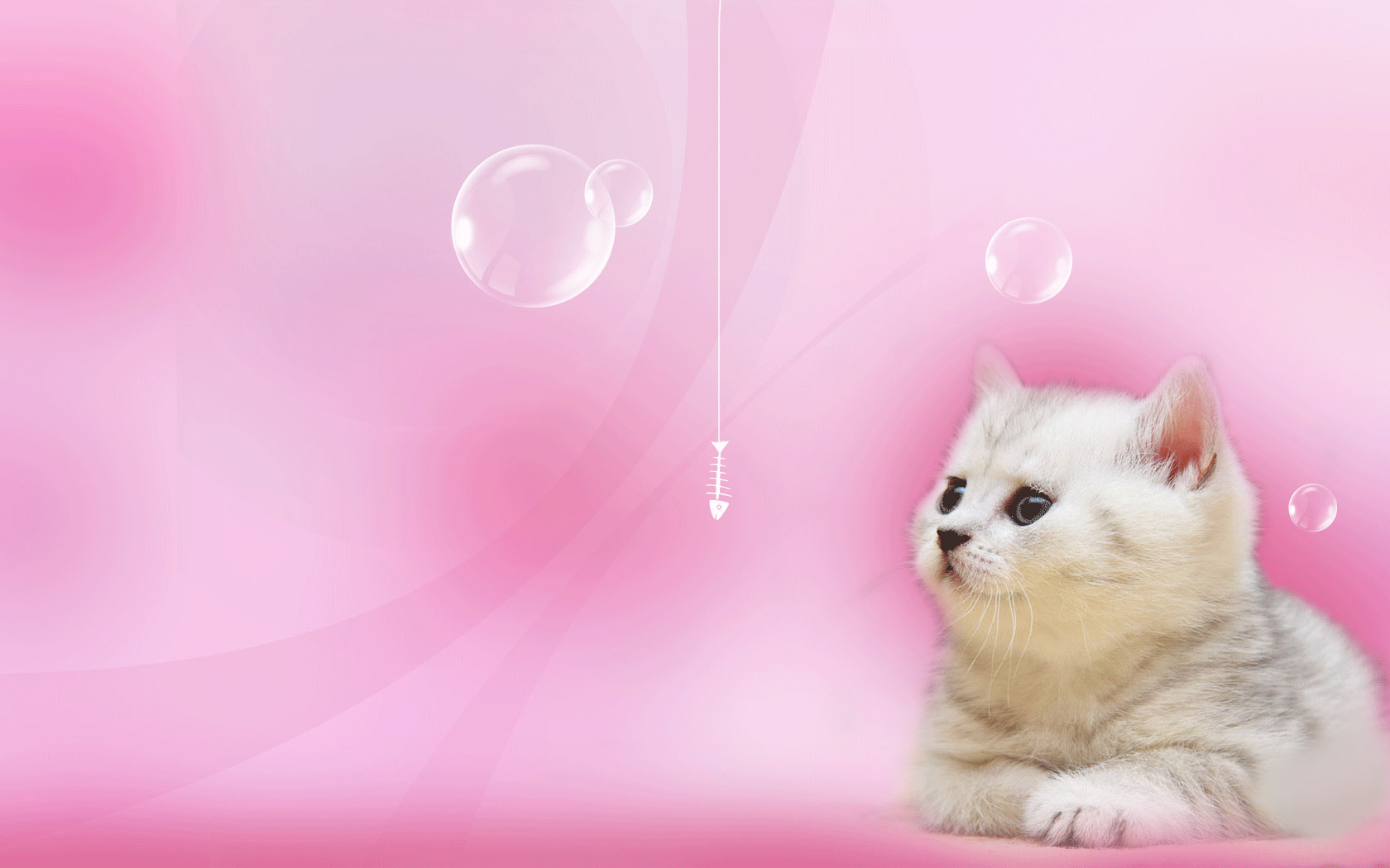Cute kitten picture wallpaper