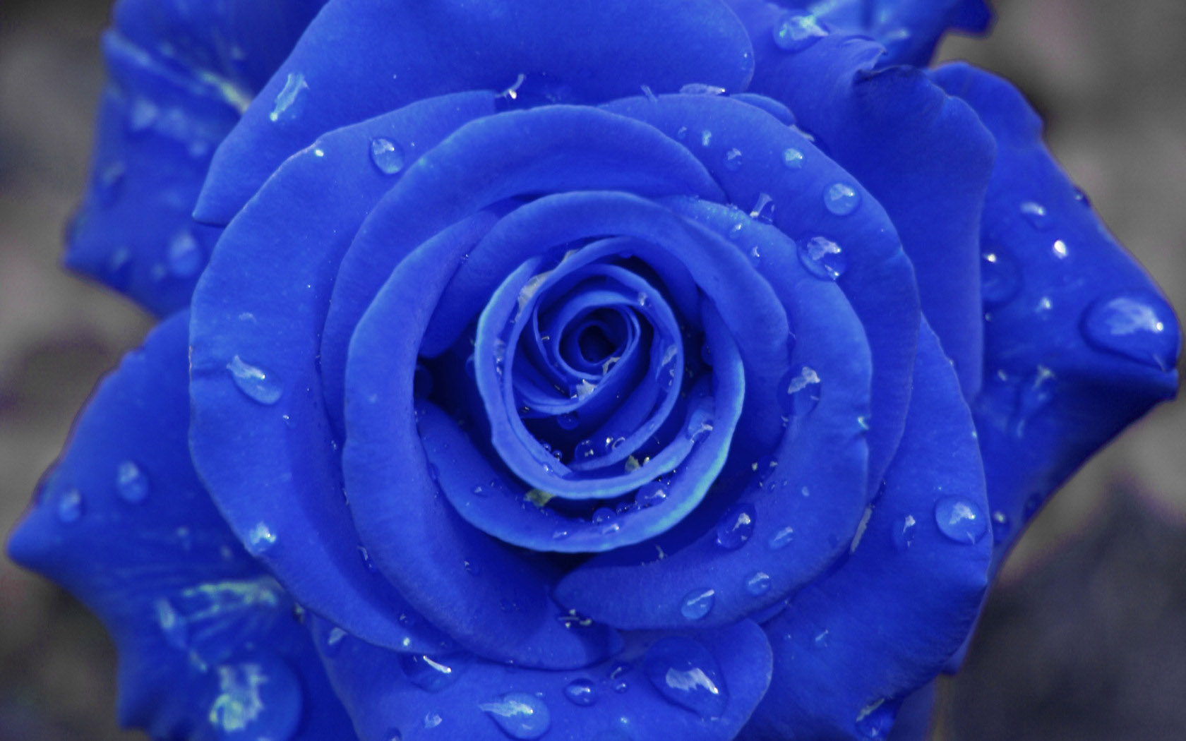 Blue Rose Desktop Background