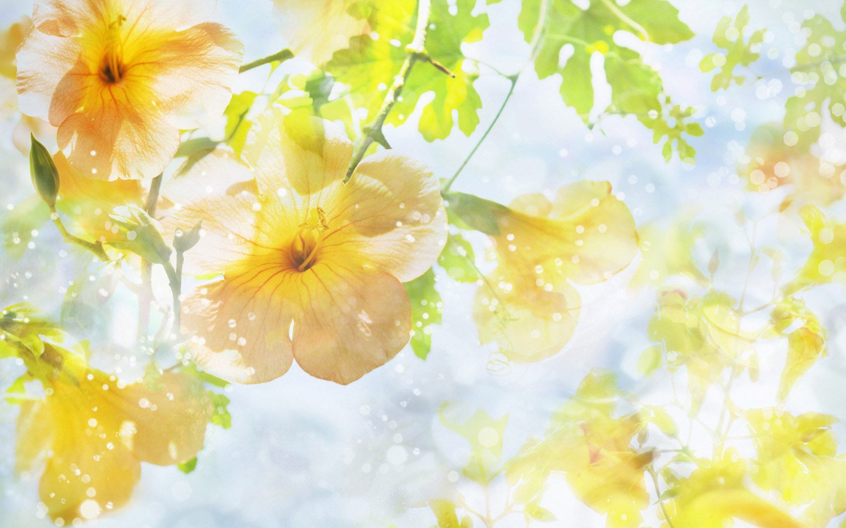 beautiful flower desktop wallpaper