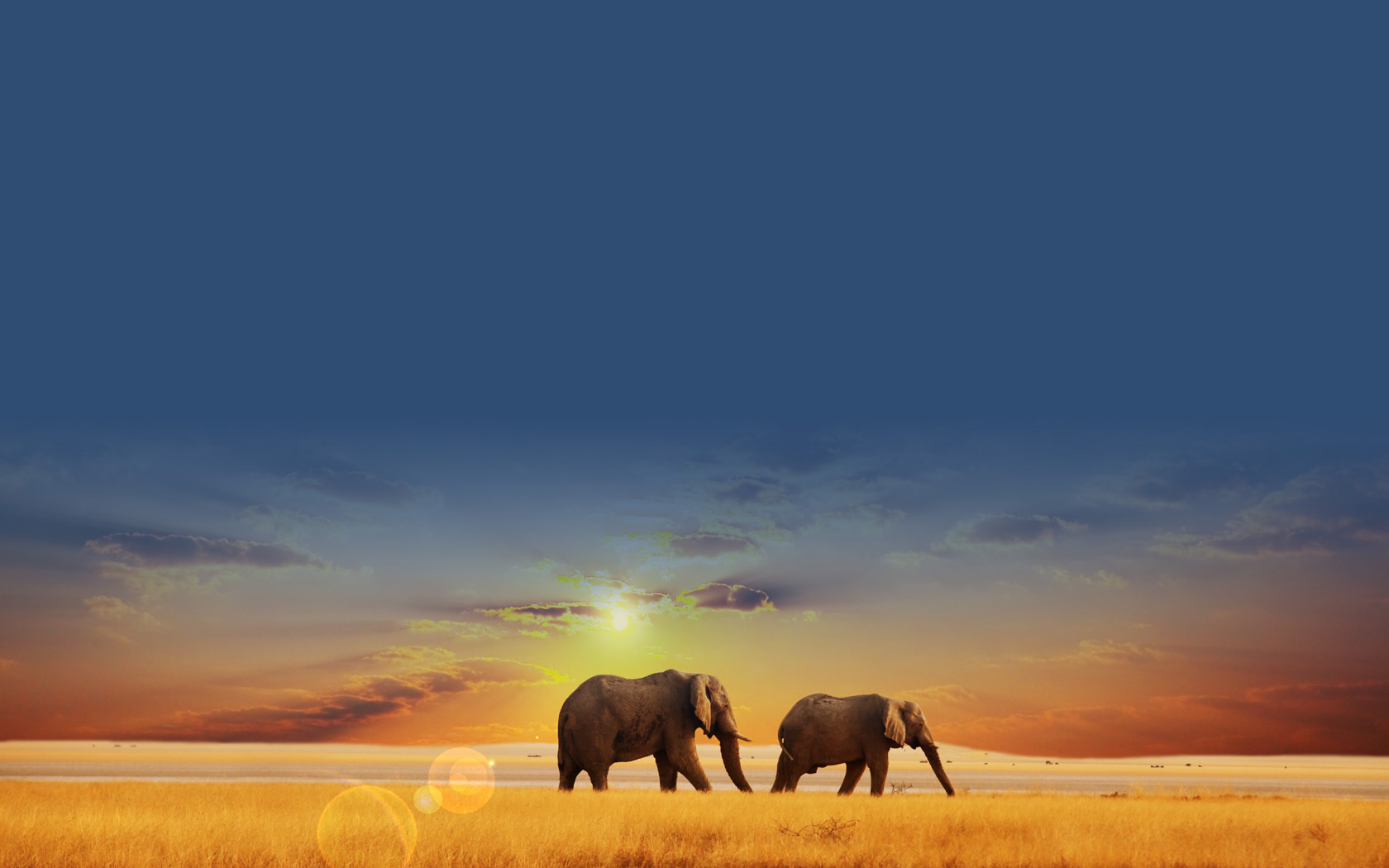 Happy elephant desktop background picture