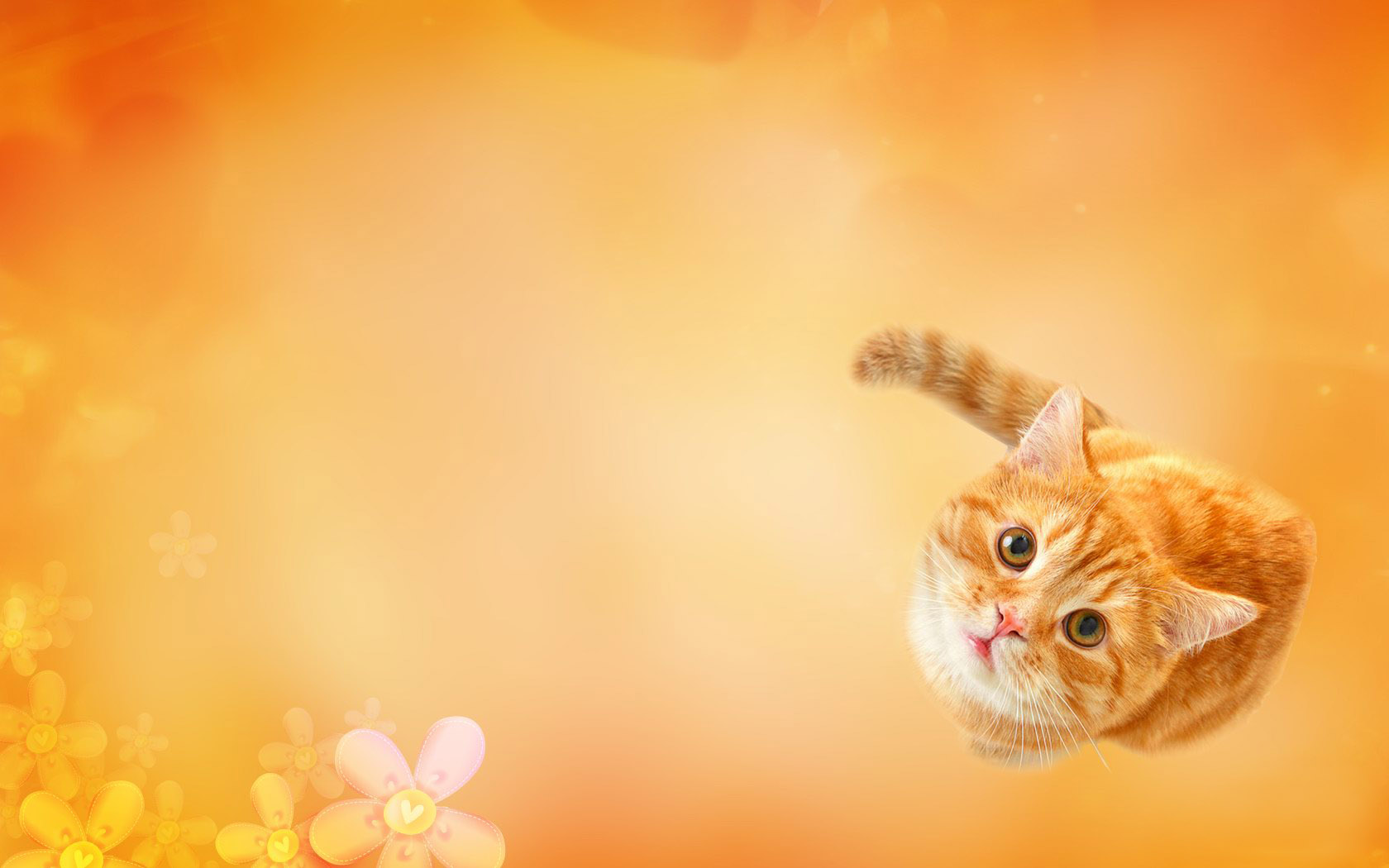Cute kitten computer desktop wallpaper
