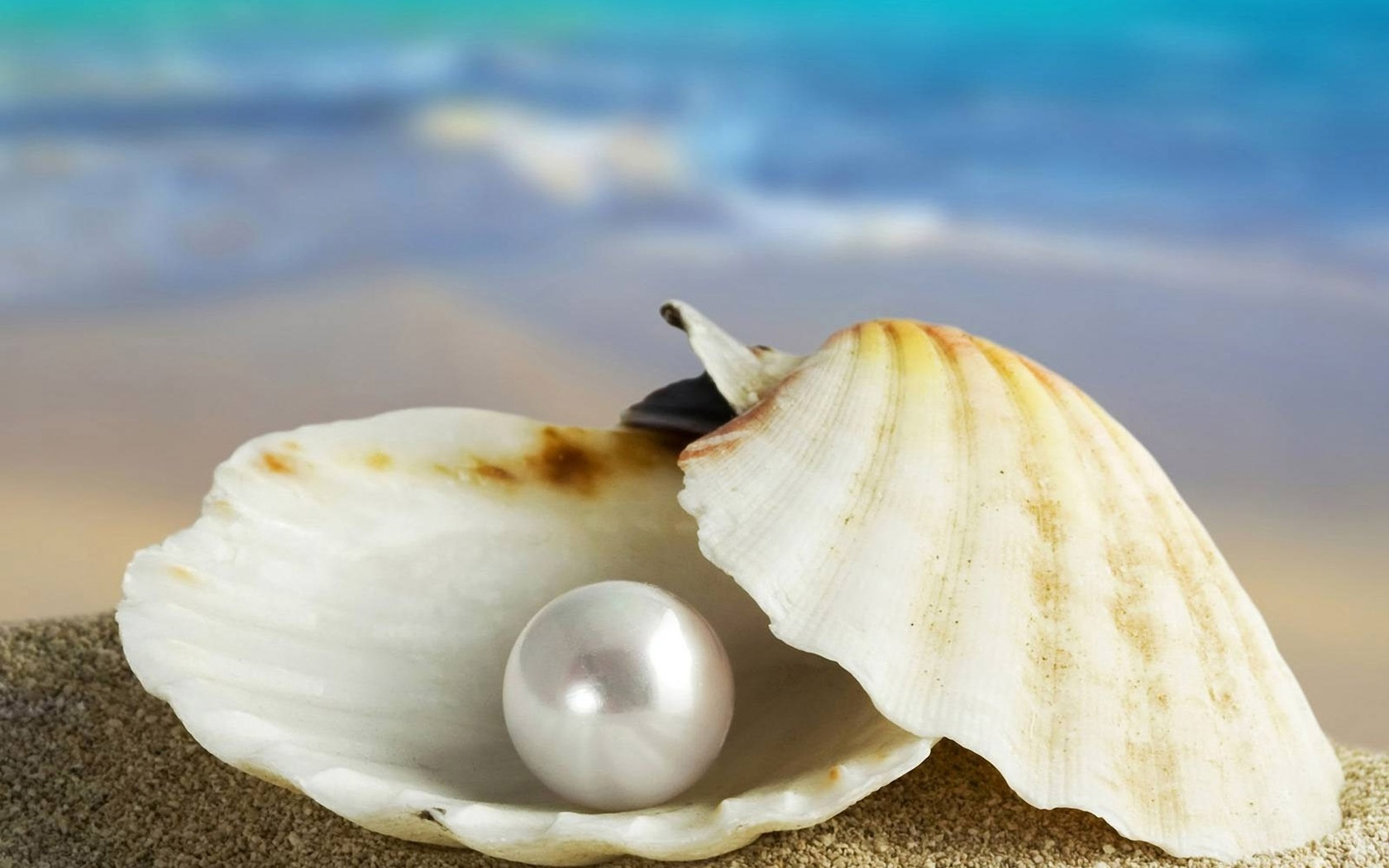 Shell Pearl Desktop Wallpaper