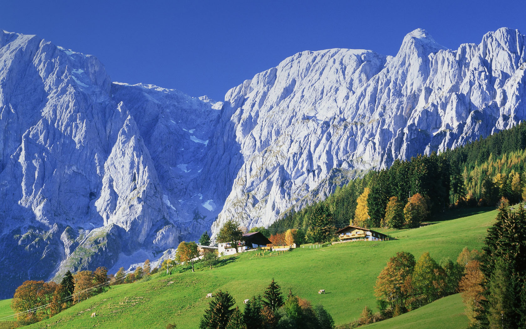 Alpine grassland scenery desktop wallpaper