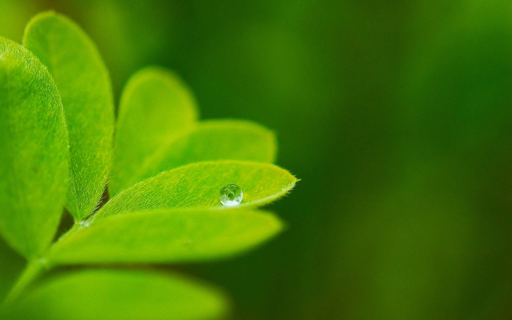 Green leaves water drops desktop background