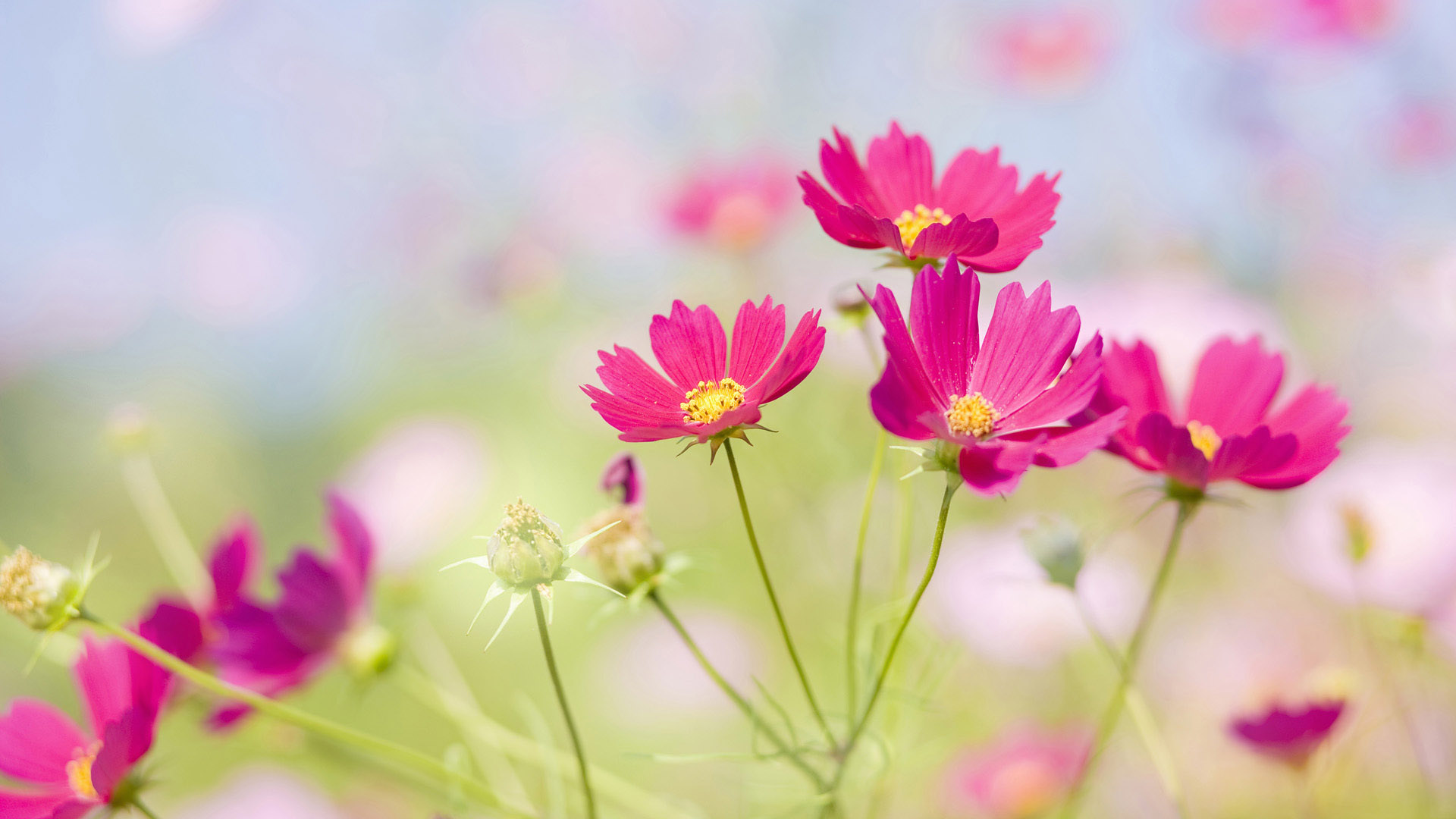 pink flower desktop wallpaper