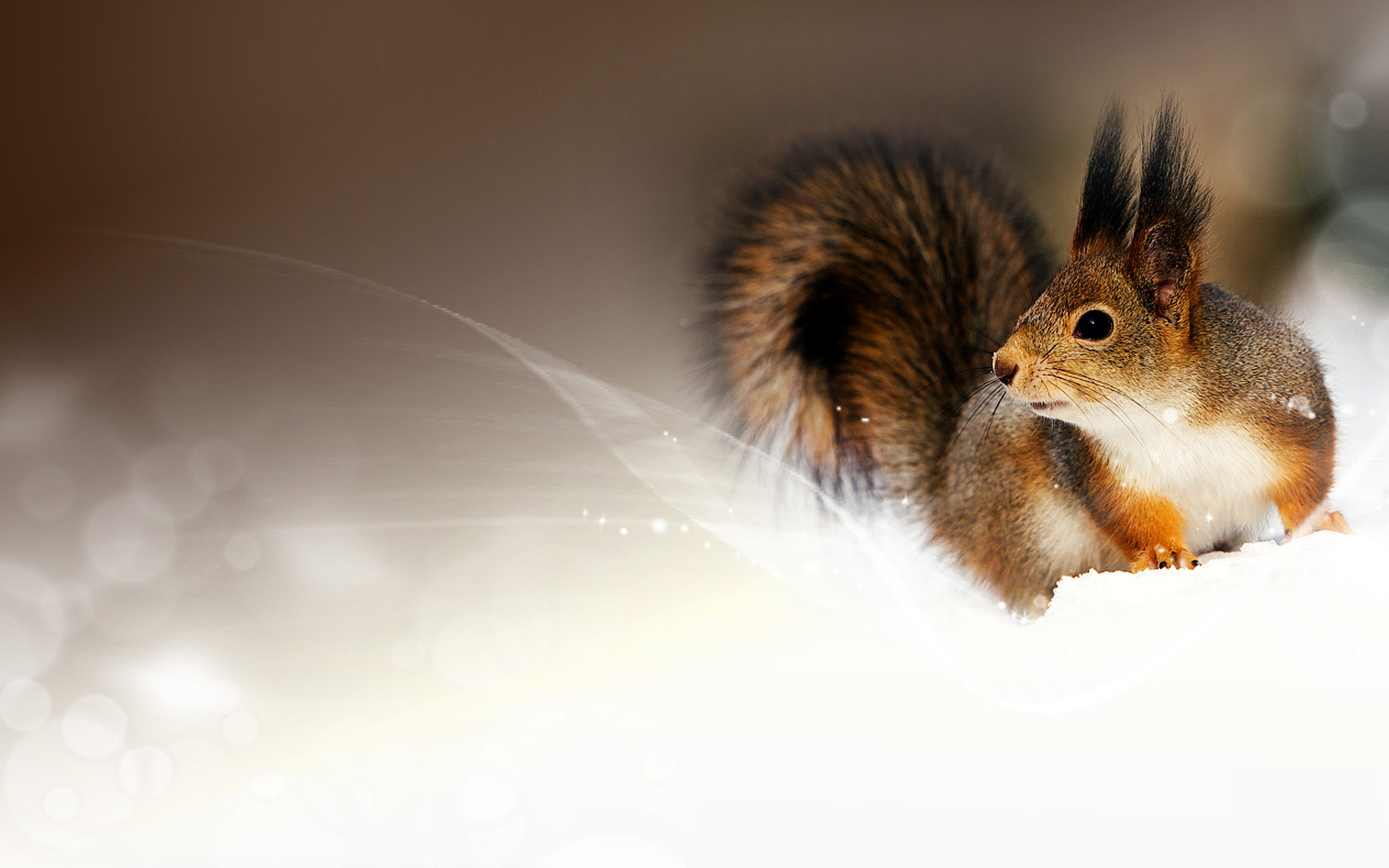 Bouncing squirrel desktop wallpaper