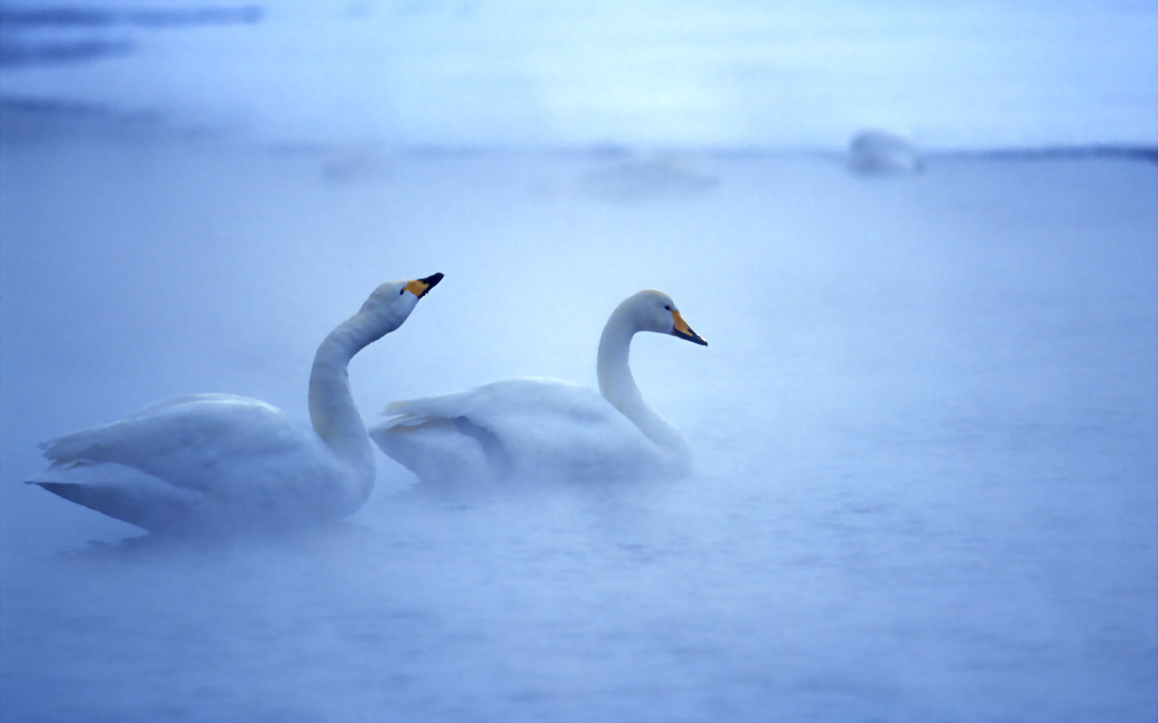 Swan desktop background picture