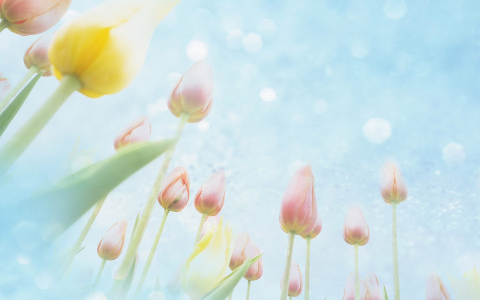 Refreshing flower desktop background picture