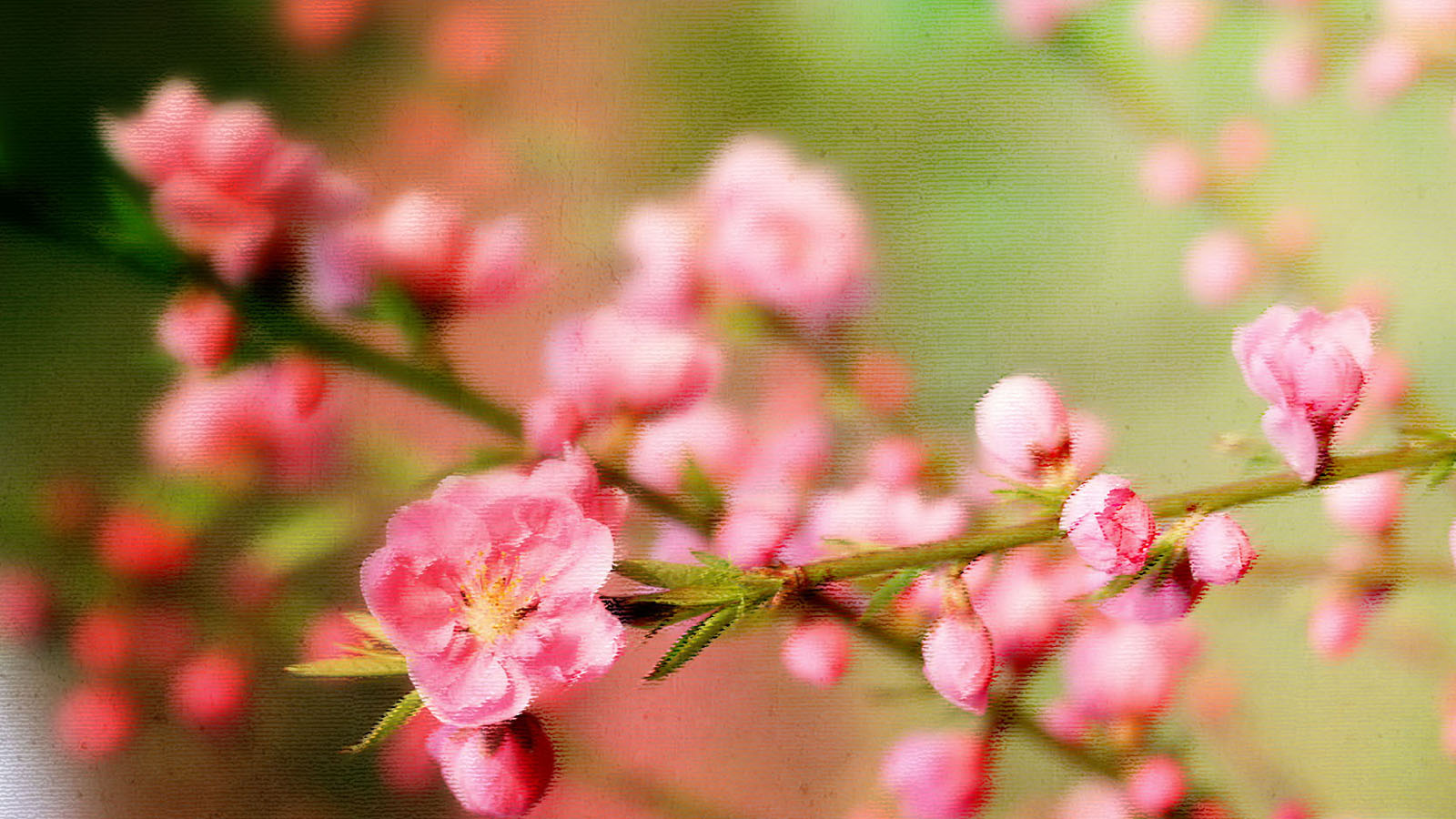 Peach Blossom Wallpaper