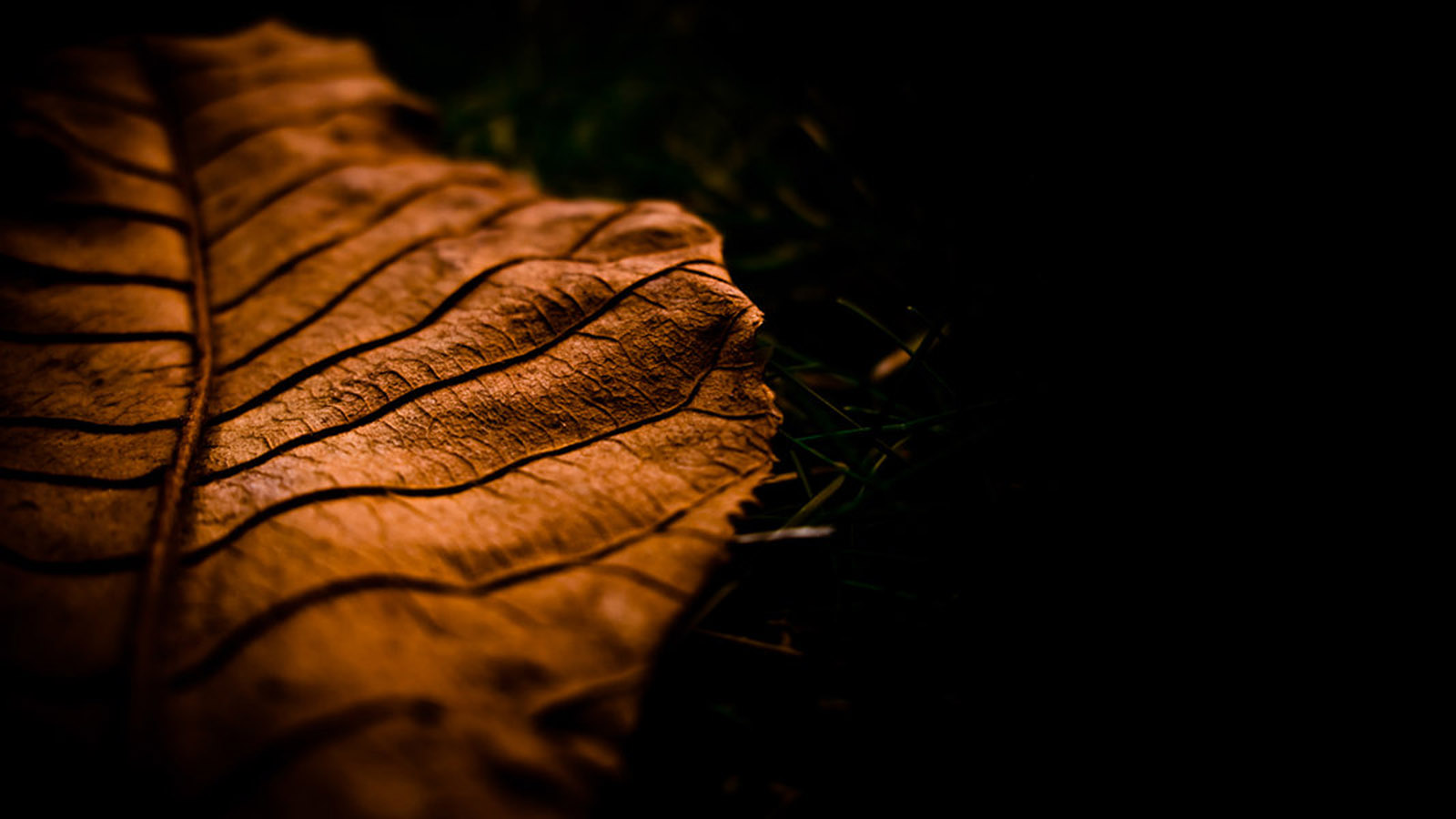 Autumn leaves desktop background picture