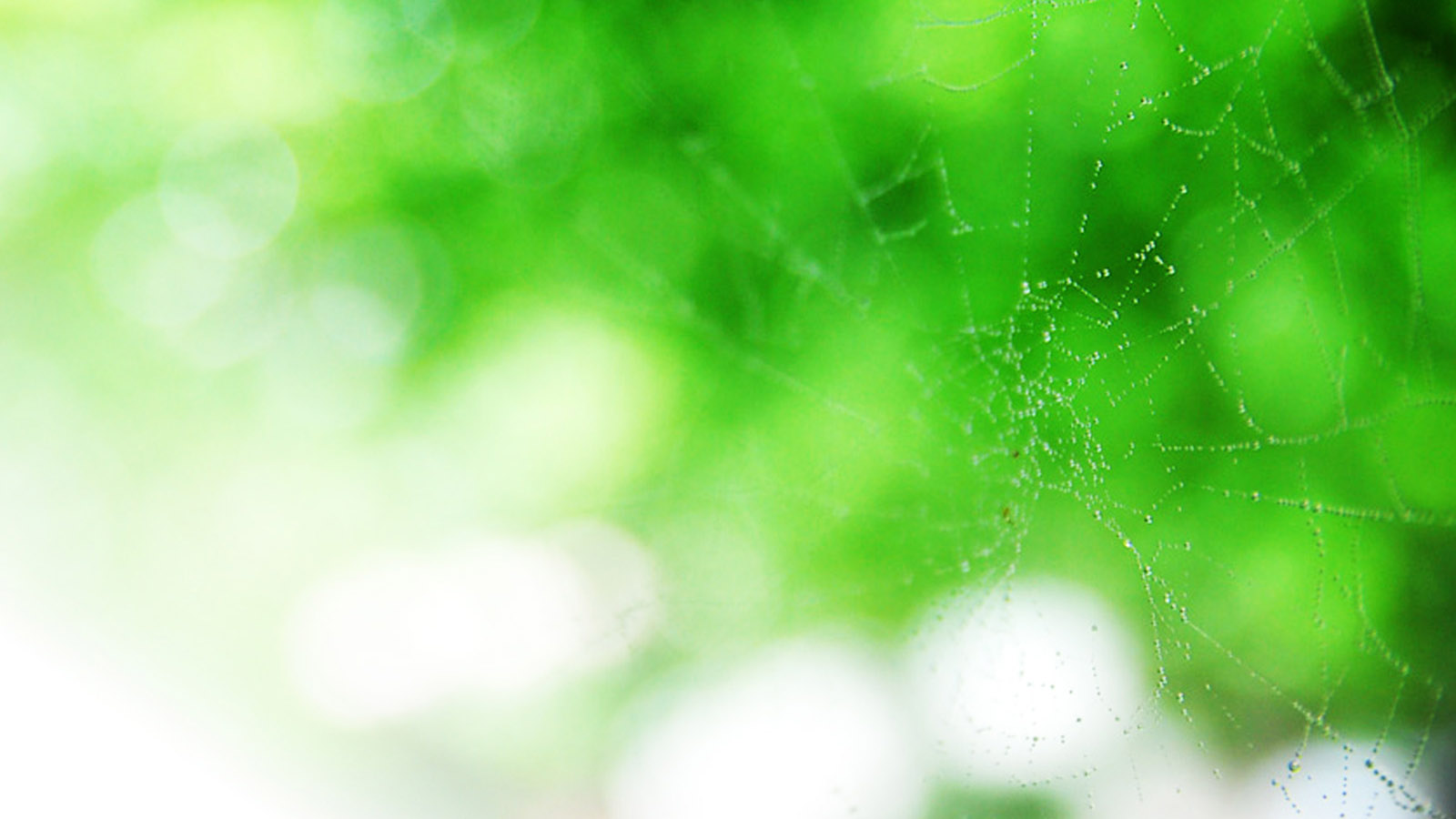 Green spider web computer desktop wallpaper