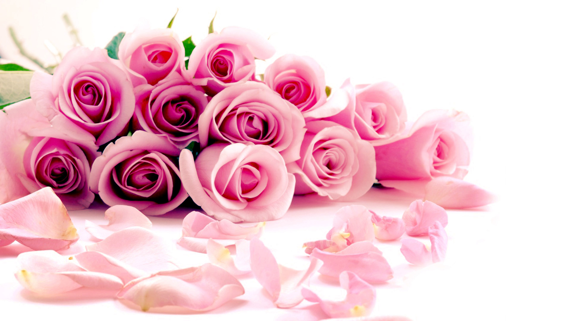 Pink rose desktop picture
