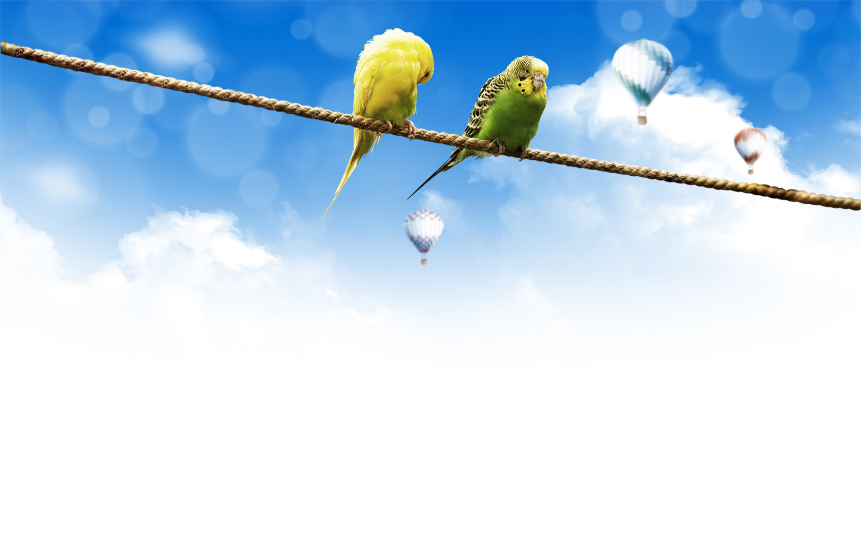 Parrot Desktop Wallpaper