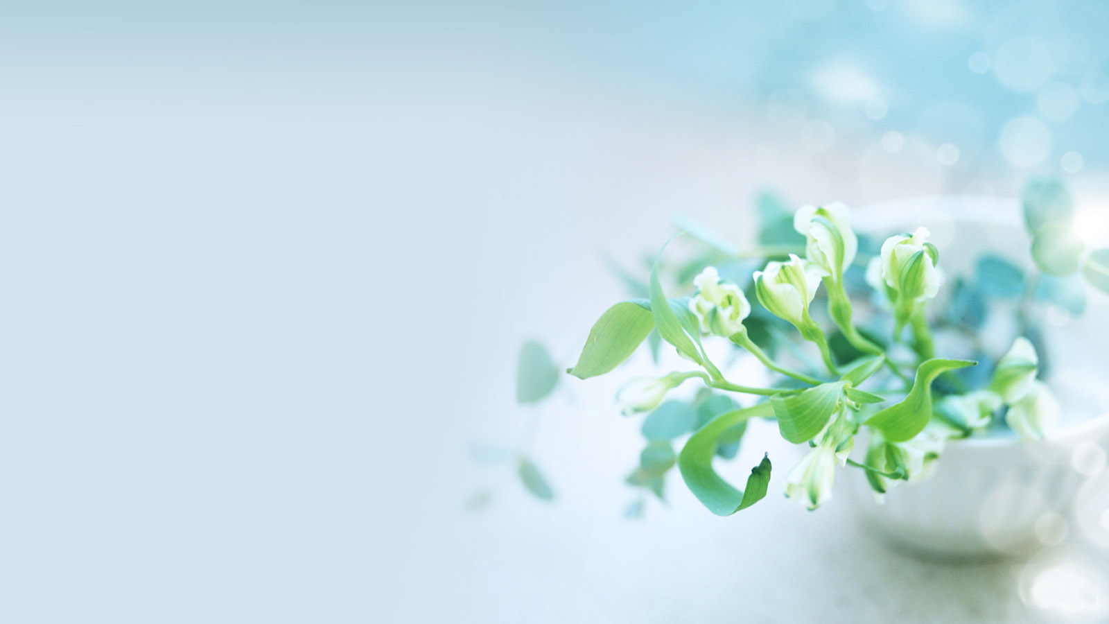 Fresh and elegant flower desktop picture