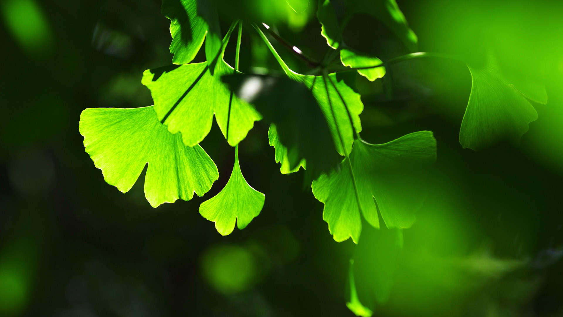 Seductive green leaf desktop wallpaper