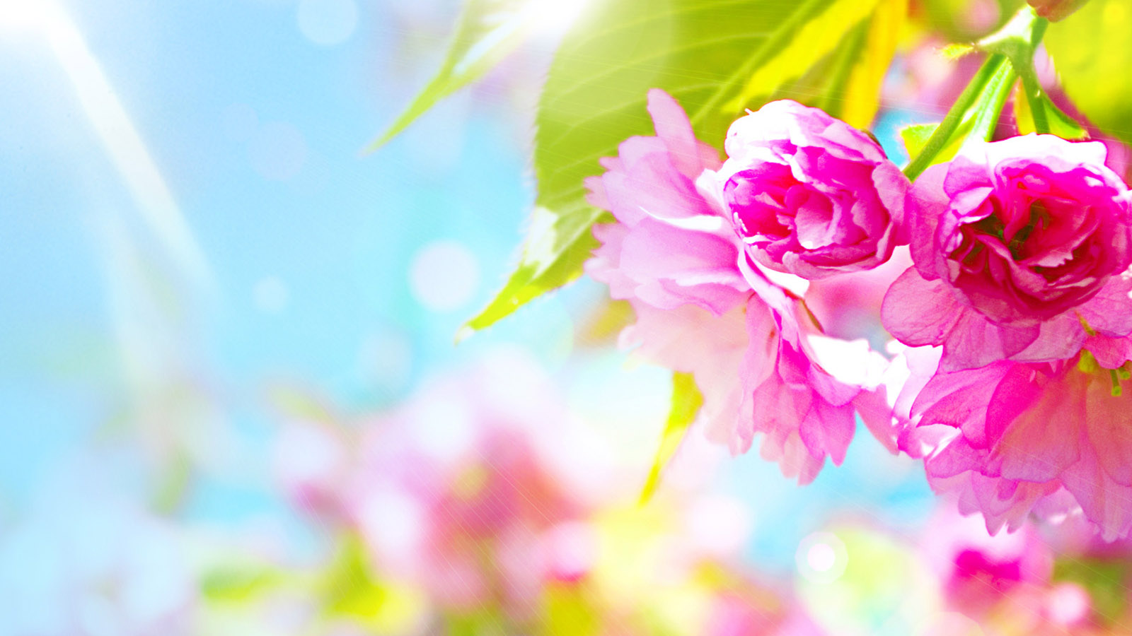 Flower desktop background
