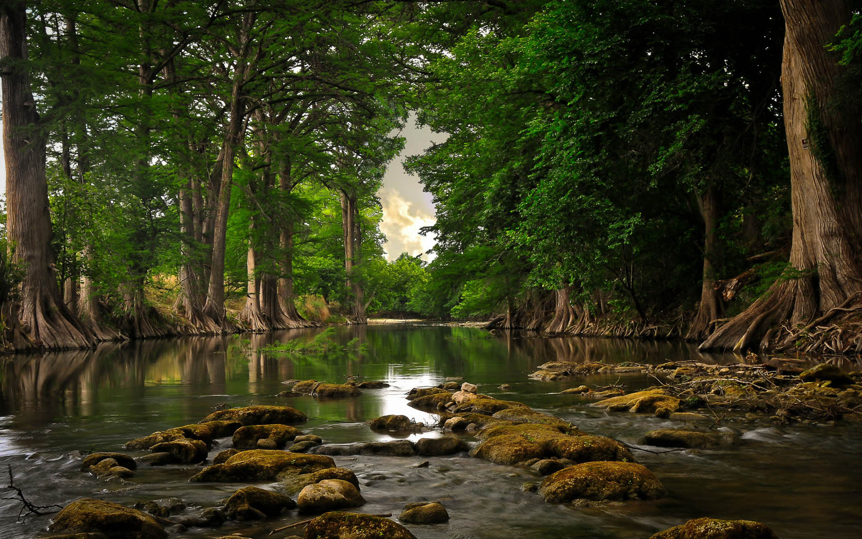 Forest Creek Landscape Desktop Wallpaper