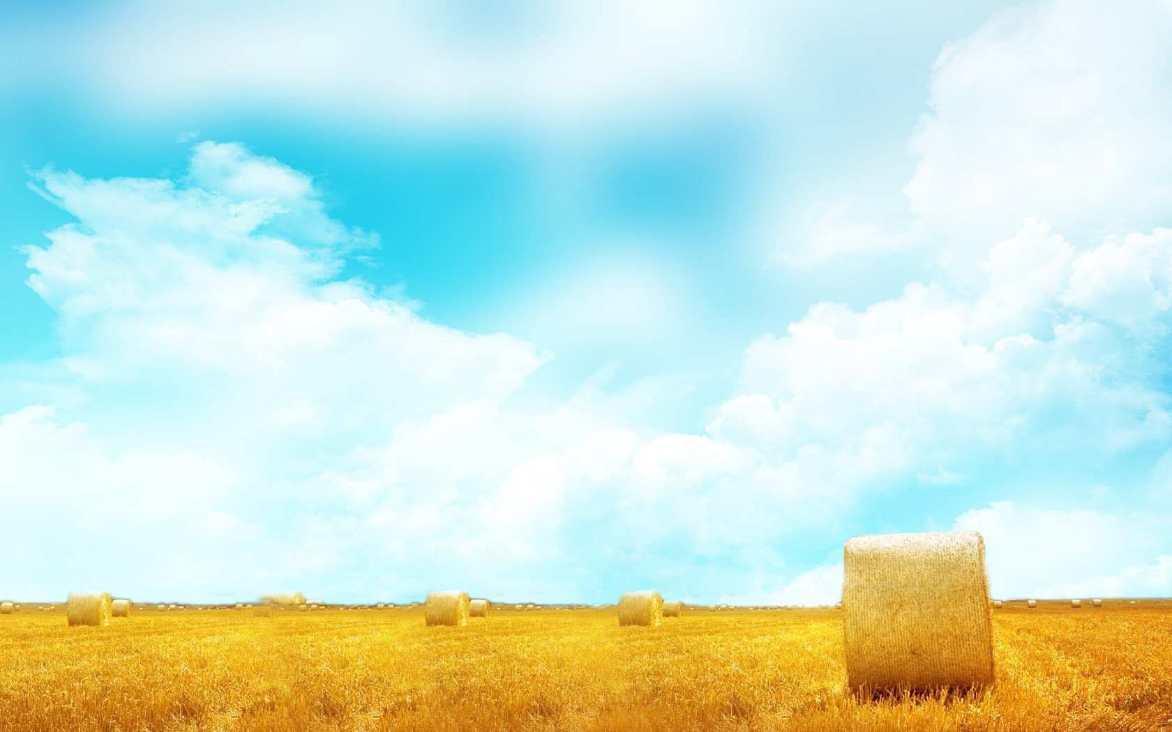 beautiful wheat field scenery desktop wallpaper