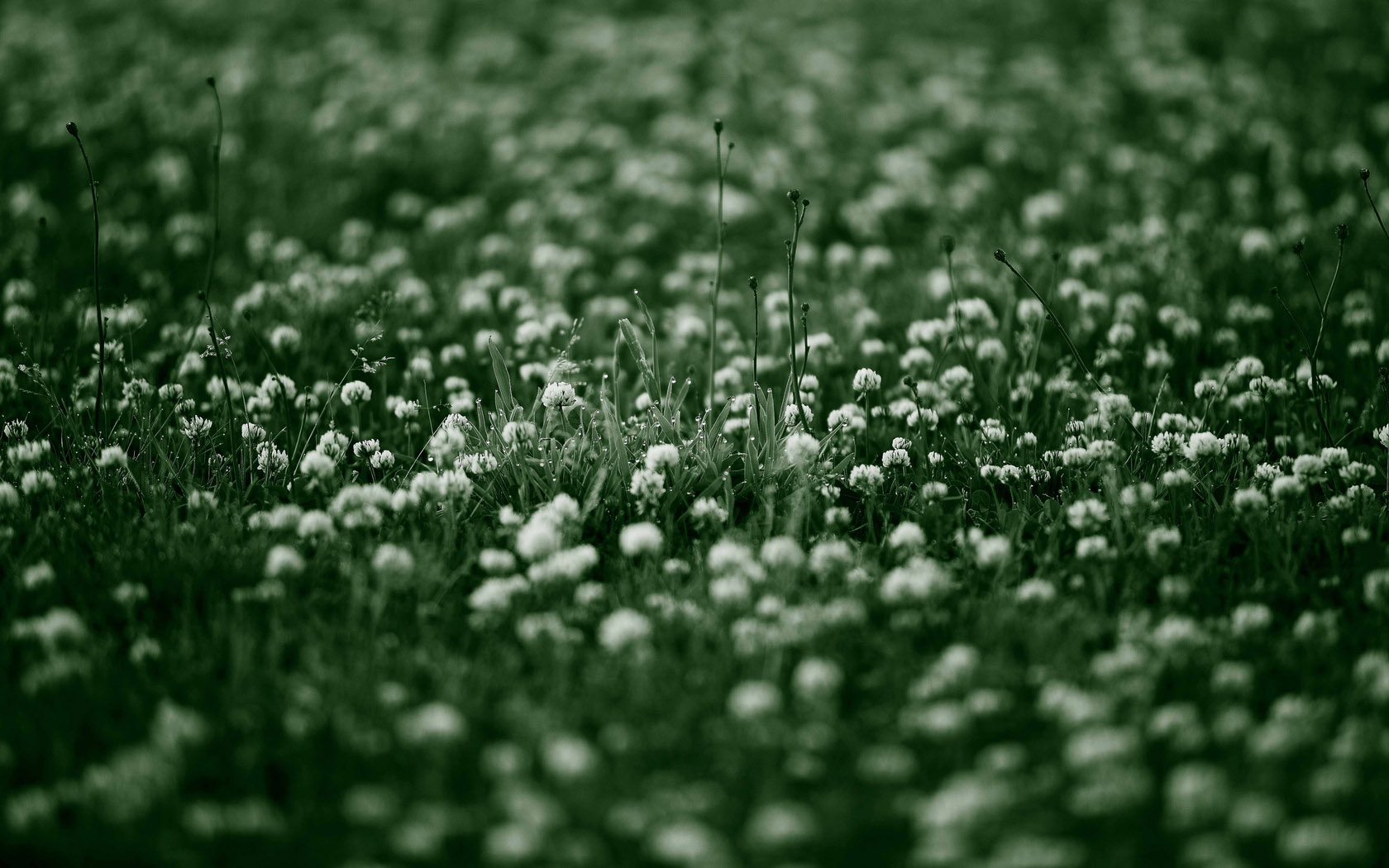green grass flower desktop background