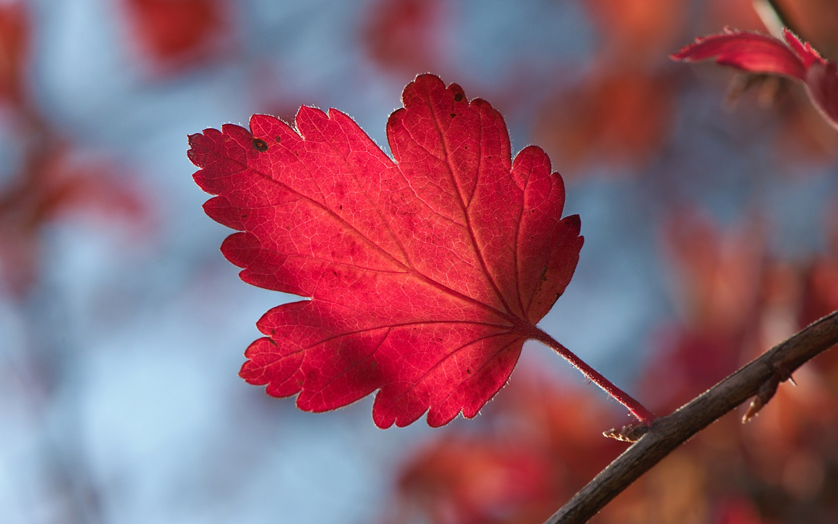Autumn red leaves desktop background picture