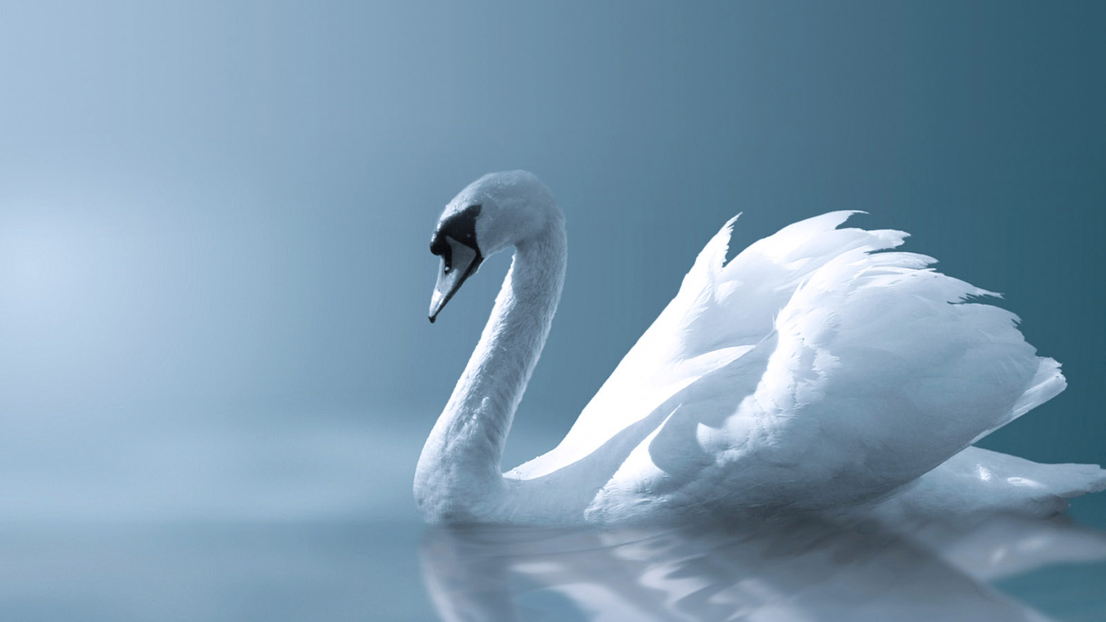 white and elegant white swan desktop background