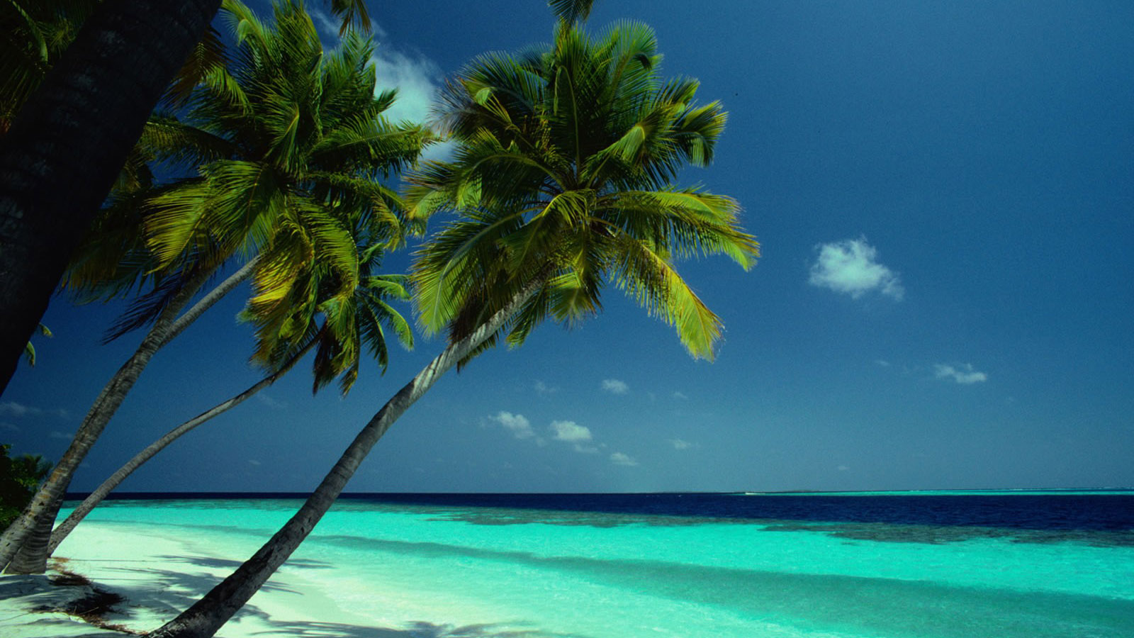 Coconut Tree Island Desktop Wallpaper