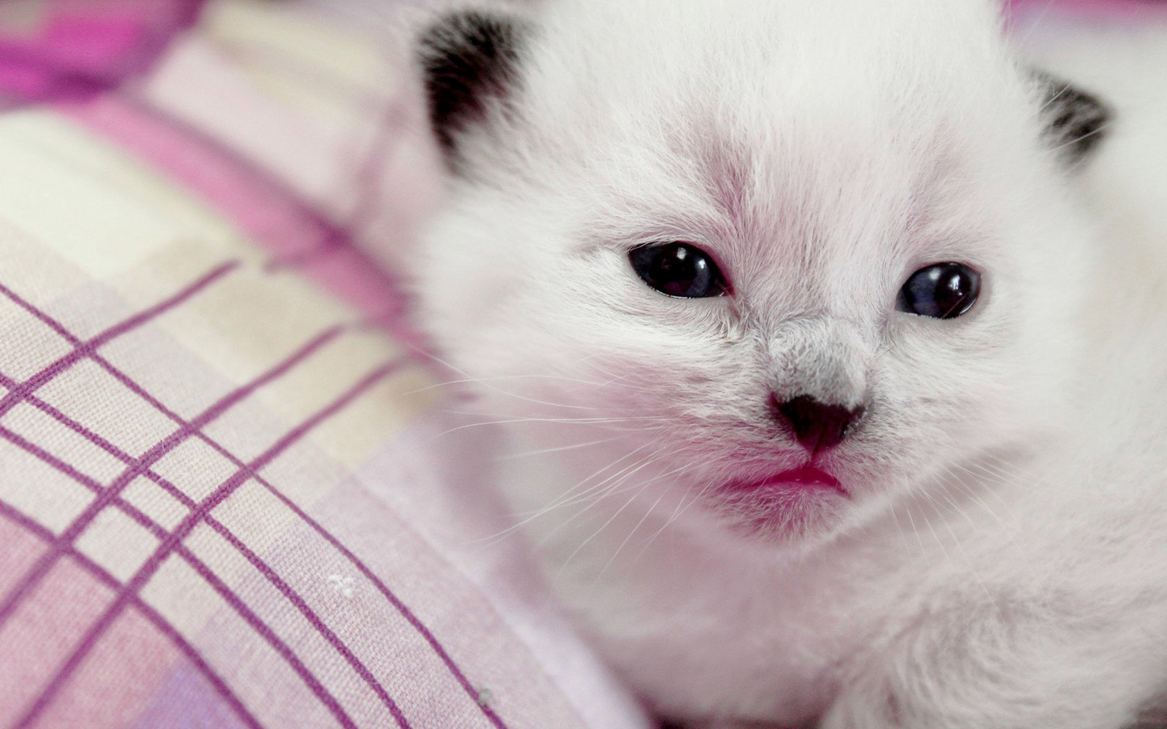 Cute kitten wallpaper picture