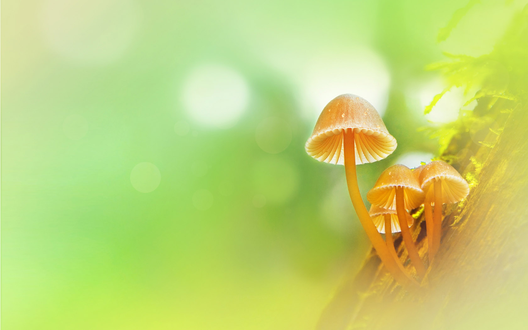 Xinyi mushroom desktop wallpaper