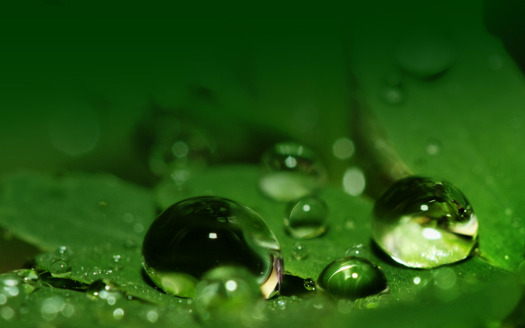 Green high-definition water drop picture wallpaper