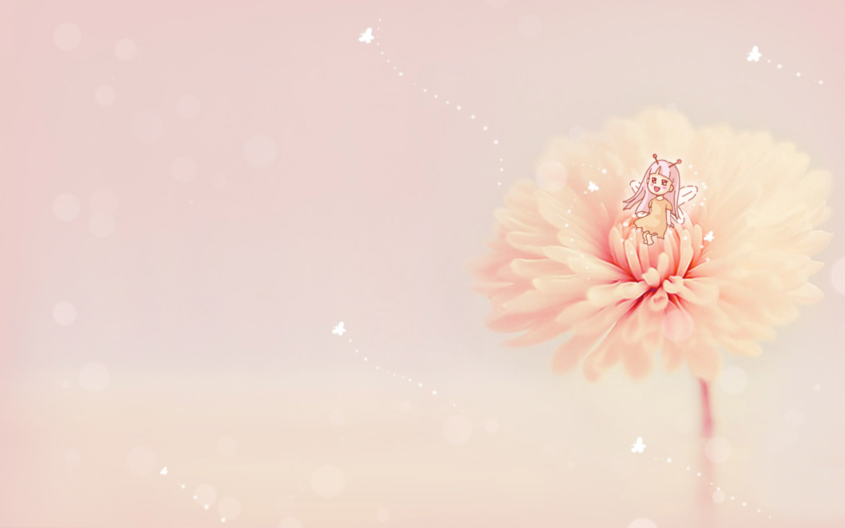 Cute pink chrysanthemum desktop background