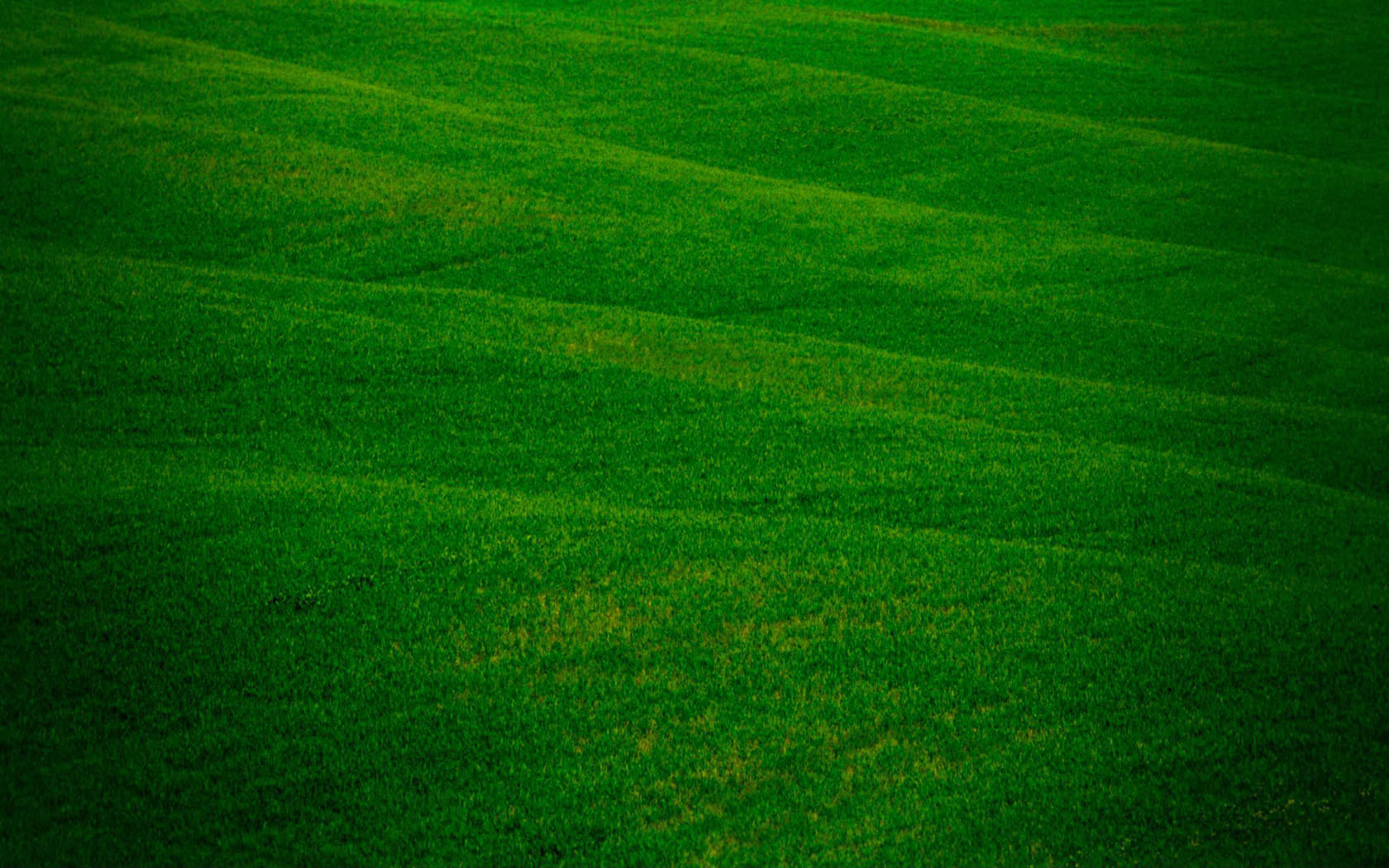 green grass desktop picture
