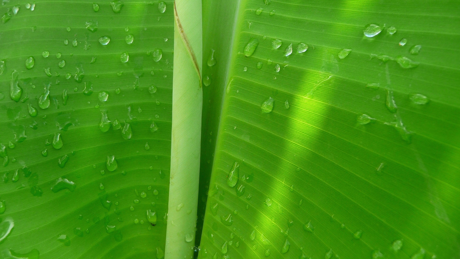 green banana, banana leaf desktop background